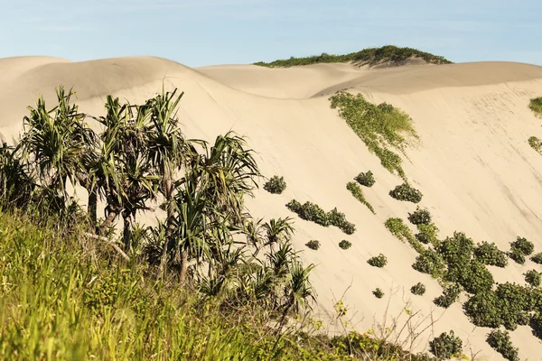 Sand Dunes National Park — Stock Photo, Image