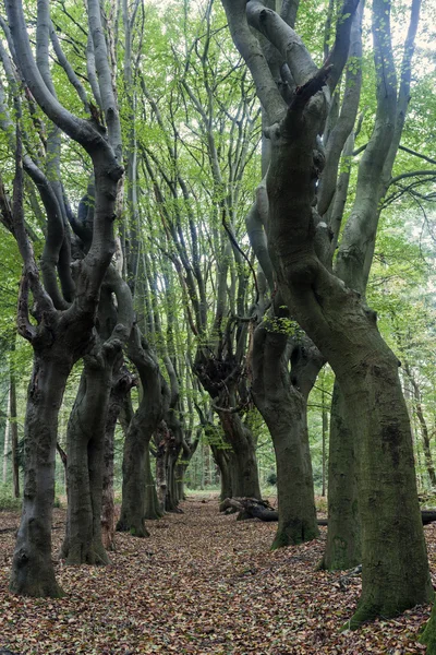 Árvores assustadoras na área de Zwolle — Fotografia de Stock