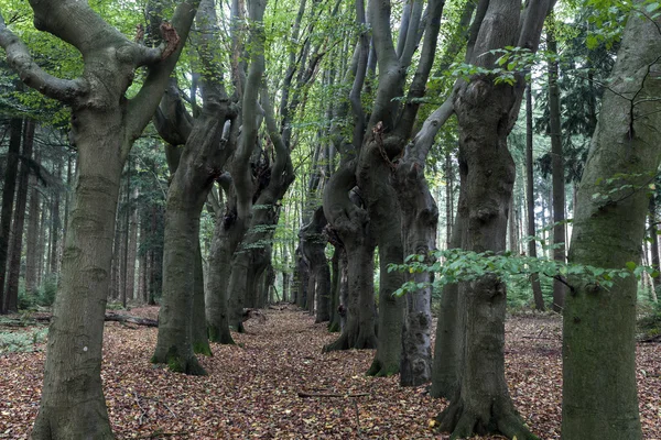 Τρομακτικό δέντρα στον τομέα Zwolle — Φωτογραφία Αρχείου