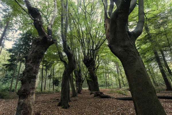 Árvores assustadoras na área de Zwolle — Fotografia de Stock