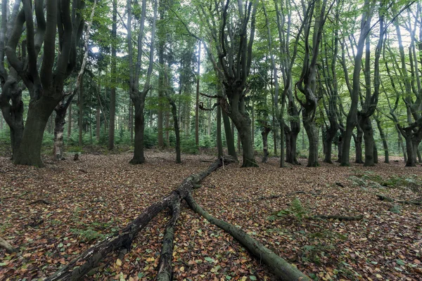 Страшно дерев у районі Зволле — стокове фото