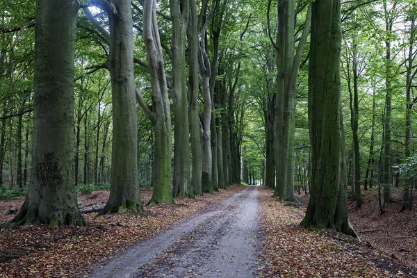 Los árboles de miedo en la zona de Zwolle — Foto de Stock