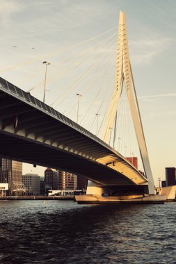Erasmus Köprüsü. Rotterdam, Güney Hollanda, Hollanda.