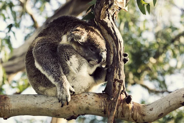 Sleepy koala — Stock Photo, Image