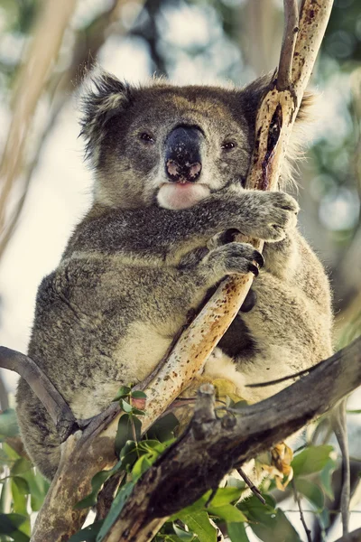 Uykulu Koala — Stok fotoğraf