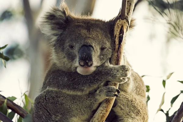 Sleepy koala — Stock Photo, Image