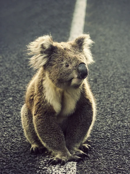 Koala on the road — Stock Photo, Image