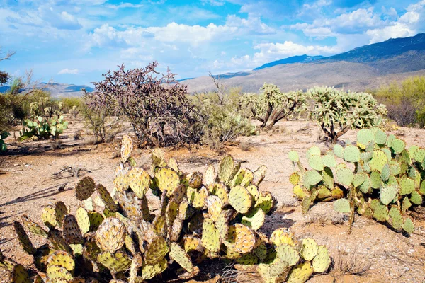 Cactos no Parque Nacional de Saguaro — Fotografia de Stock