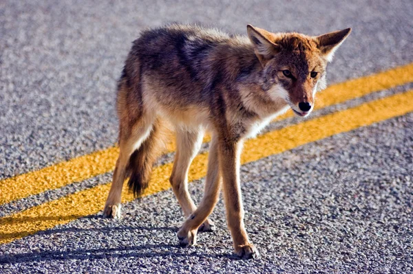 Coyote cruzando la carretera — Foto de Stock