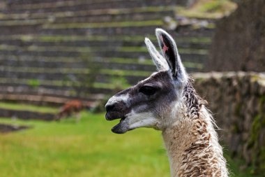Lama, machu picchu