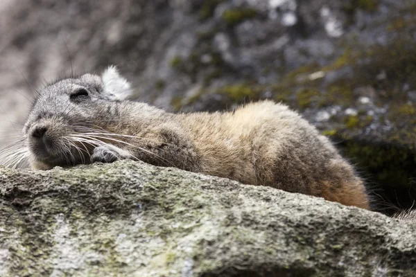 Chinchilla vista en Machu Picchu — Foto de Stock