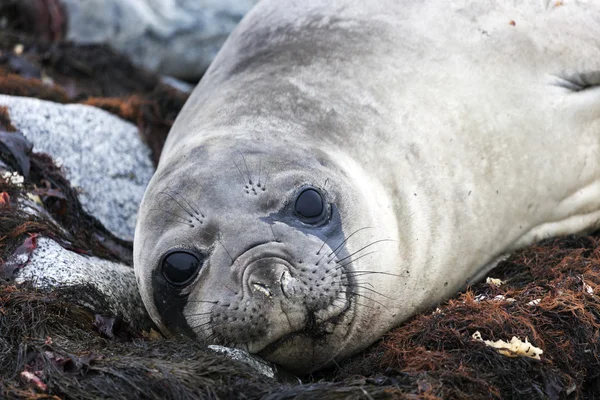 Seal in Antarctica — Stock Photo, Image
