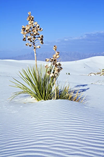 Yucca in weißen Dünen Nationaldenkmal — Stockfoto