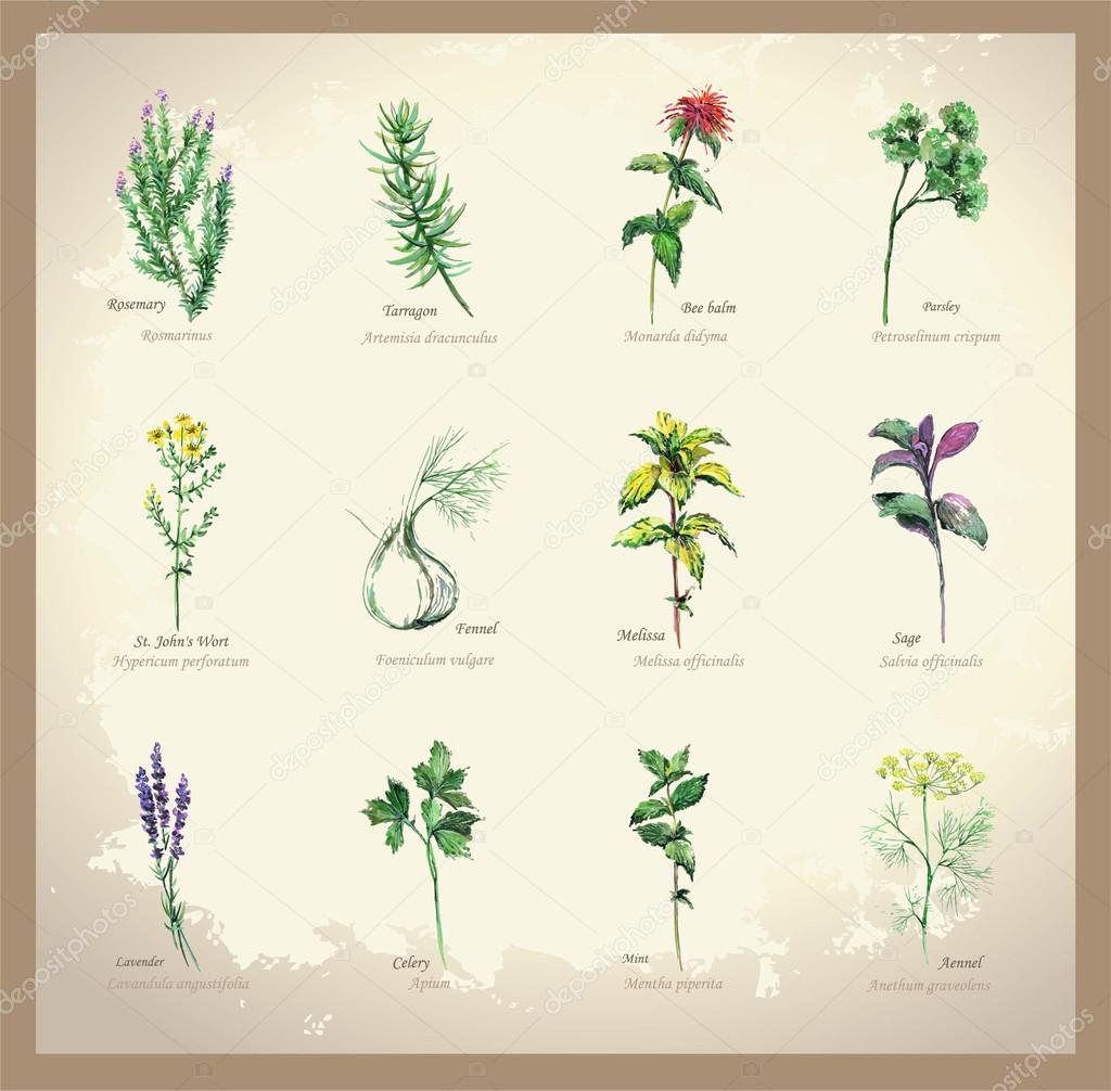 Illustration Spicy and curative herbs. Collection of fresh herbs