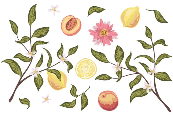 精美的剪贴画,有桃子,柠檬,花和叶子.手绘矢量。完美的婚宴请柬，贺卡，天然化妆品，印刷品，海报，包装和茶 — 图库矢量图片