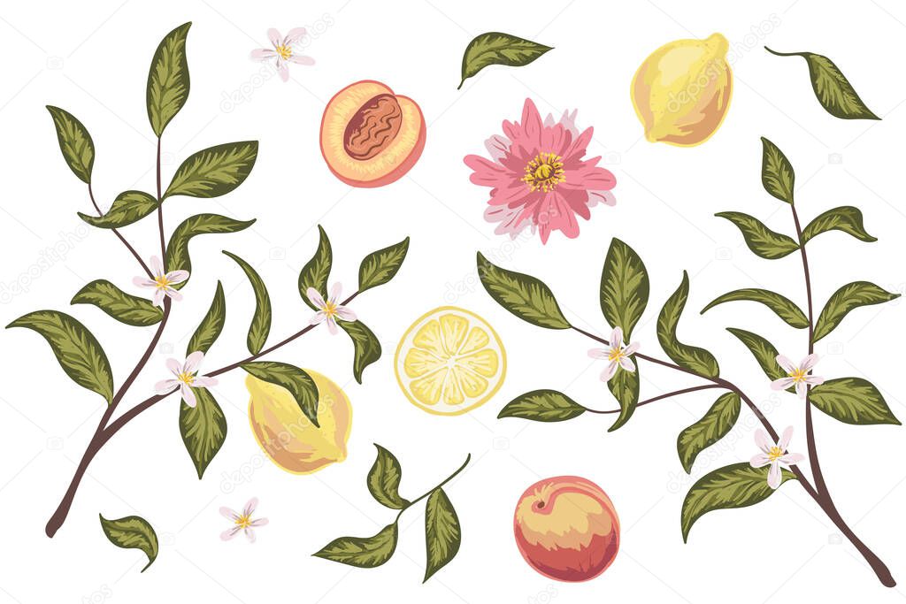 Beautiful clip art set with peach, lemon, flowers and leaves. Hand drawn vector. Perfect for wedding invitations, greeting cards, natural cosmetics, prints, posters, packing and tea