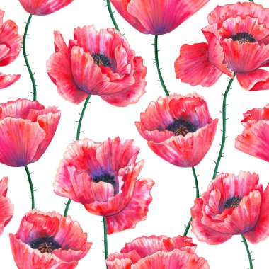 Kırmızı gelincikli kusursuz bir desen. Renkli çiçekler. Beyaz arka planda izole edilmiş suluboya el çizimi. Baskı, kumaş, tekstil, duvar kağıdı dokusu.