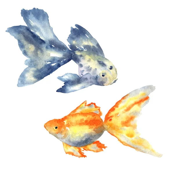 Vacker blå fisk med stor fena och guldfisk. Handritad akvarell vektor illustration. Isolerad på vit bakgrund. — Stock vektor