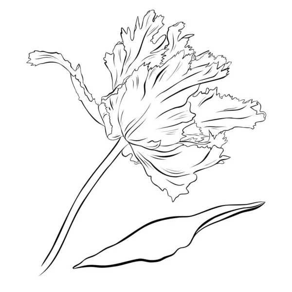 Tulipe Terry. Illustration vectorielle dessinée main. Croquis monochrome à l'encre noire et blanche. L'art linéaire. Isolé sur fond blanc. Coloriage. — Image vectorielle