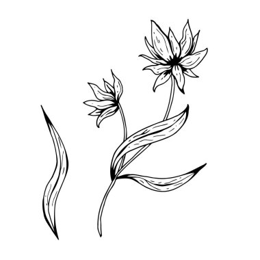 Çiçek karalaması. El çizimi vektör çizimi. Tek renkli siyah beyaz mürekkep çizimi. Çizgi çalışması. Beyaz arka planda izole edilmiş. Renk sayfası.