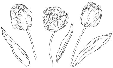 Gerçekçi laleler sette. El çizimi vektör çizimi. Tek renkli siyah beyaz mürekkep çizimi. Çizgi çalışması. Beyaz arka planda izole edilmiş. Renk sayfası.