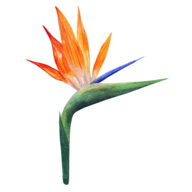 Strelitzia. Vektör sanatı. Güzel turuncu renkli çiçek. El çizimi suluboya çizimi. Beyaz arkaplanda izole.