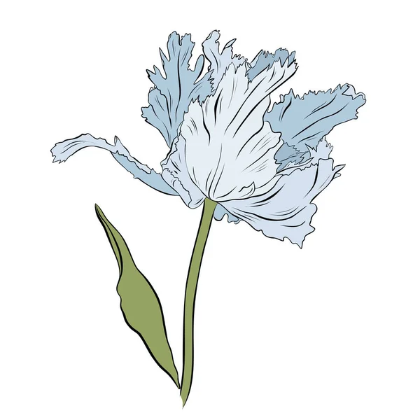 Jolie tulipe bleue Terry. Illustration vectorielle dessinée main. L'art linéaire. Isolé sur fond blanc. — Image vectorielle
