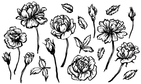 Blumen skizzieren. Blätter, Pflanzen. handgezeichnete Vektorillustration. Schwarz-weiße Tinte in Monochrom. Zeilenkunst. isoliert auf weißem Hintergrund. Malvorlagen. — Stockvektor