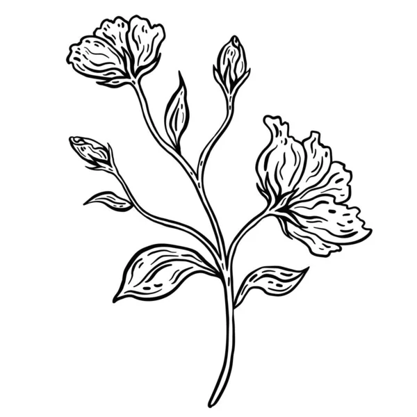 Branche Fleurs Avec Feuilles Illustration Vectorielle Dessinée Main Croquis Monochrome — Image vectorielle