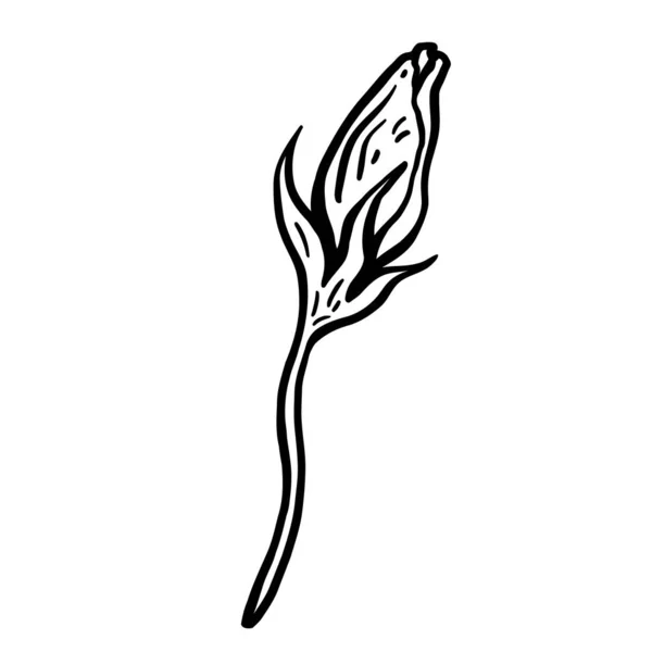 Blütenknospen Handgezeichnete Vektorillustration Einfarbige Schwarz Weiß Tuschskizze Linienkunst Vereinzelt Auf — Stockvektor