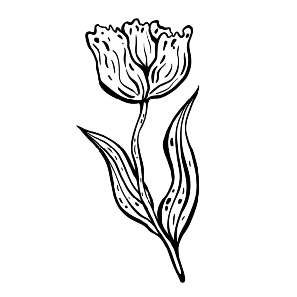 Flower Tulip Hand Drawn Vector Illustration Monochrome Black White Ink — Stock Vector
