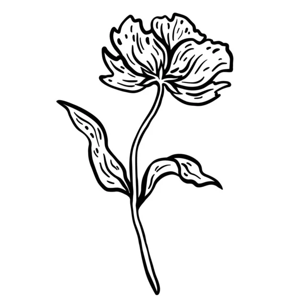 Fleur Avec Tige Feuilles Illustration Vectorielle Dessinée Main Croquis Monochrome — Image vectorielle