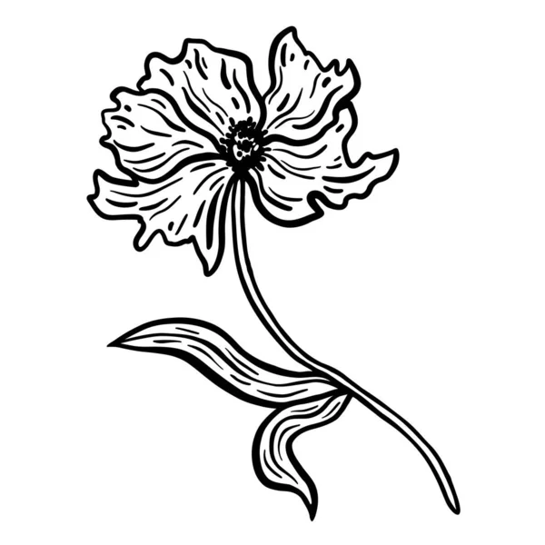 Blume mit Stiel und Blättern. Handgezeichnete Vektorillustration. Einfarbige Schwarz-Weiß-Tuschskizze. Linienkunst. Vereinzelt auf weißem Hintergrund. Malvorlage. — Stockvektor