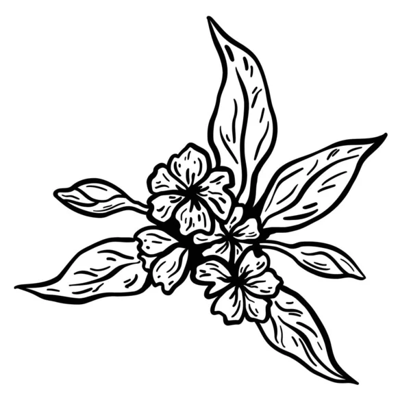 Blomma och blad gren. Handritad vektor illustration. Enfärgad svartvit bläckskiss. Linjekonst. Isolerad på vit bakgrund. Färgläggning sida. — Stock vektor