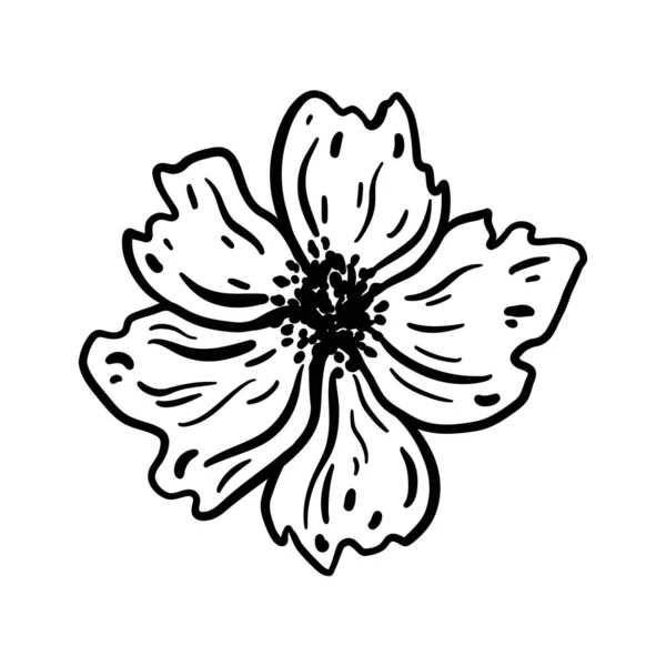 Blütenkopf. Handgezeichnete Vektorillustration. Einfarbige Schwarz-Weiß-Tuschskizze. Linienkunst. Vereinzelt auf weißem Hintergrund. Malvorlage. — Stockvektor
