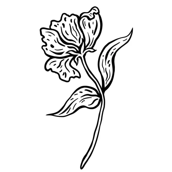 Fleur avec tige et feuilles. Illustration vectorielle dessinée main. Croquis monochrome à l'encre noire et blanche. L'art linéaire. Isolé sur fond blanc. Coloriage. — Image vectorielle