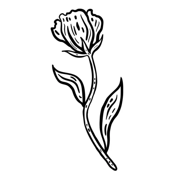 Blume mit Stiel und Blättern. Handgezeichnete Vektorillustration. Einfarbige Schwarz-Weiß-Tuschskizze. Linienkunst. Vereinzelt auf weißem Hintergrund. Malvorlage. — Stockvektor