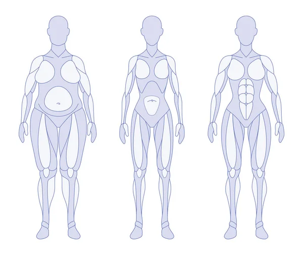 Tipo Cuerpo Femenino Anatomía Frontal — Vector de stock