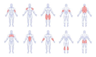 Male anatomy with training body parts figure standing front and back clipart