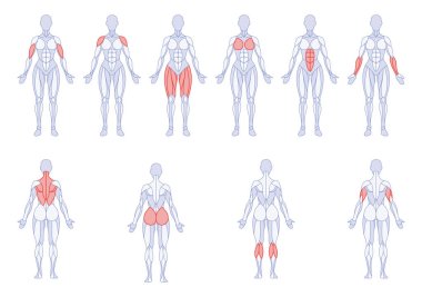 Female anatomy with training body parts figure standing front and back clipart