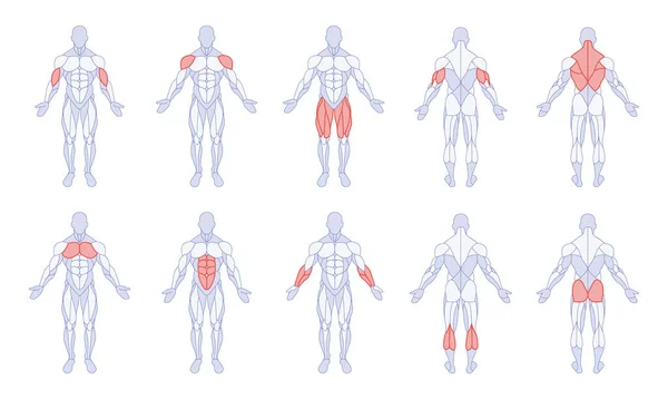 Man Anatomi Med Träning Kroppsdelar Figur Stående Fram Och Bak — Stock vektor