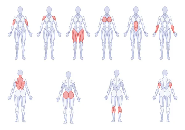 Anatomía Femenina Con Partes Del Cuerpo Entrenamiento Figura Pie Delante — Vector de stock