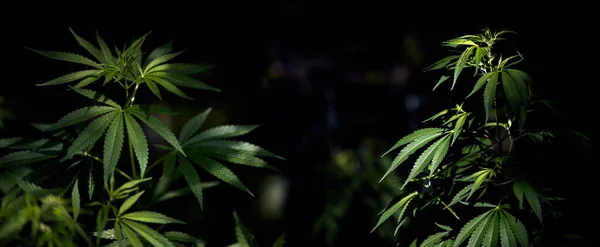 Cânhamo Toda Sua Glória Panorama Lindo Cannabis Florescendo Região Sul Imagem De Stock