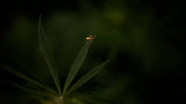 Kenevir yaprağının ucunda küçük bir örümcek. Açık iş, siyah bir arka planda parlak yeşil kenevir yaprağı. Marihuana sapı ve yaprak yakın plan..