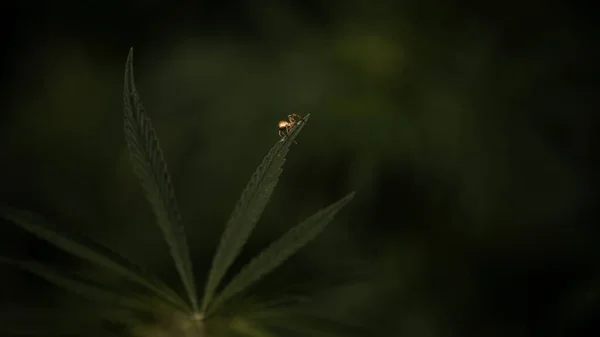 Kenevir Yaprağının Ucunda Küçük Bir Örümcek Açık Siyah Bir Arka — Stok fotoğraf