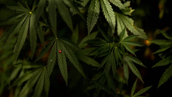 Light draws the texture of the sheet.A branch of hemp in the sun.The red insect is addicted to cannabis.