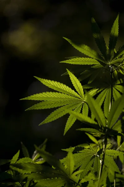 大麻叶背景选择性聚焦太阳光照射大麻植物一种野生大麻植物生长在草丛中 图库照片 C Beholding 3