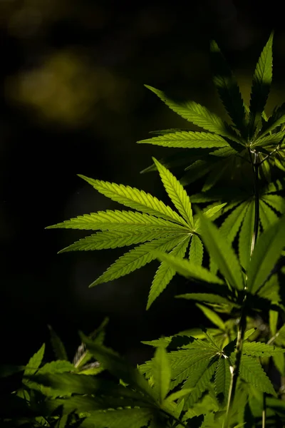 大麻叶背景选择性聚焦太阳光照射大麻植物一种野生大麻植物生长在草丛中 图库照片 C Beholding 3