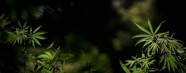 Güney bölgesinde muhteşem bir esrar manzarası. Açık iş kenevir dalları. Arka planda, çekici ve popüler bir bitki..