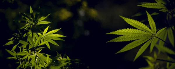 Herrliches Panorama Der Cannabisblüte Der Südlichen Region Geöffnete Hanfzweige Der — Stockfoto